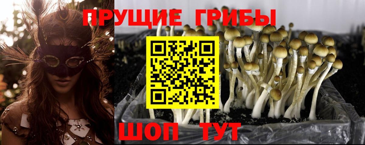 Псилоцибиновые грибы GOLDEN TEACHER Крымск